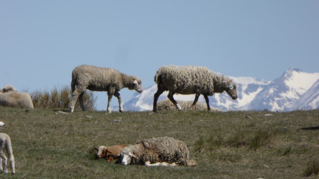 Moutons au Portail de Blieux