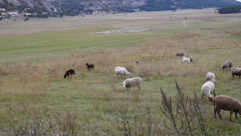 Moutons dans la plaine de Caille