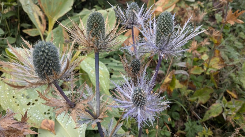 Tsardon blu, en savoyard