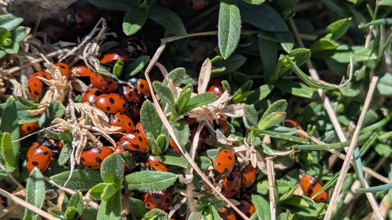 Nid de coccinelles sur le sommet