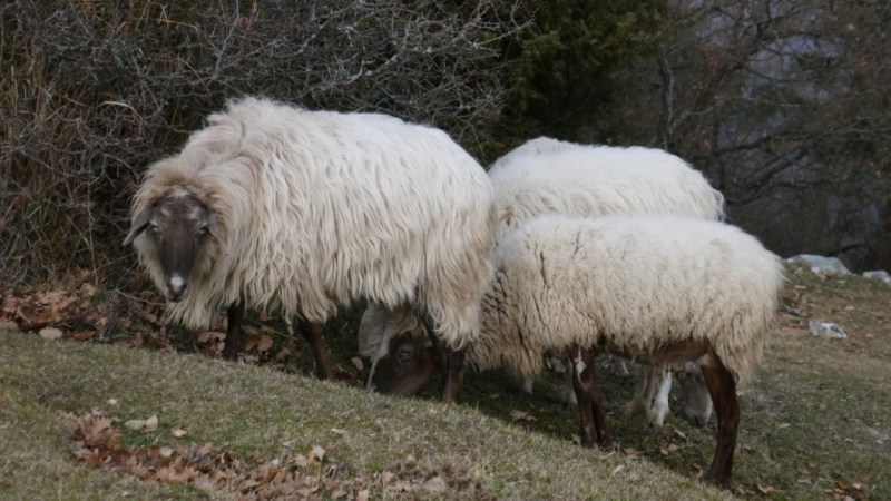 Moutons paisibles