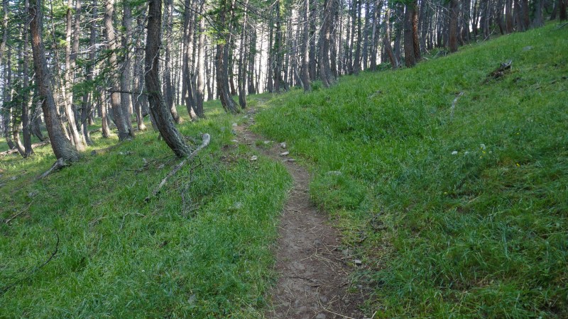 Path in the forest before the plateau