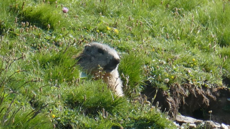 Marmot in the grass of the Combe du Pelat
